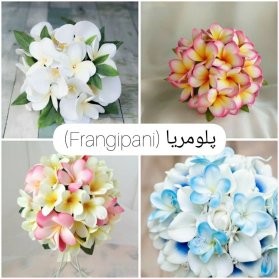 رنگهای مختلف دسته گل عروس با گل پلومریا